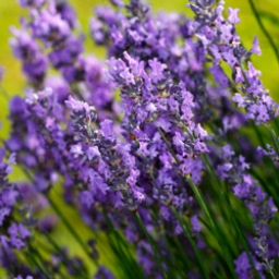 Lavender - Go Young Beauty Anti Aging Skin Care Products